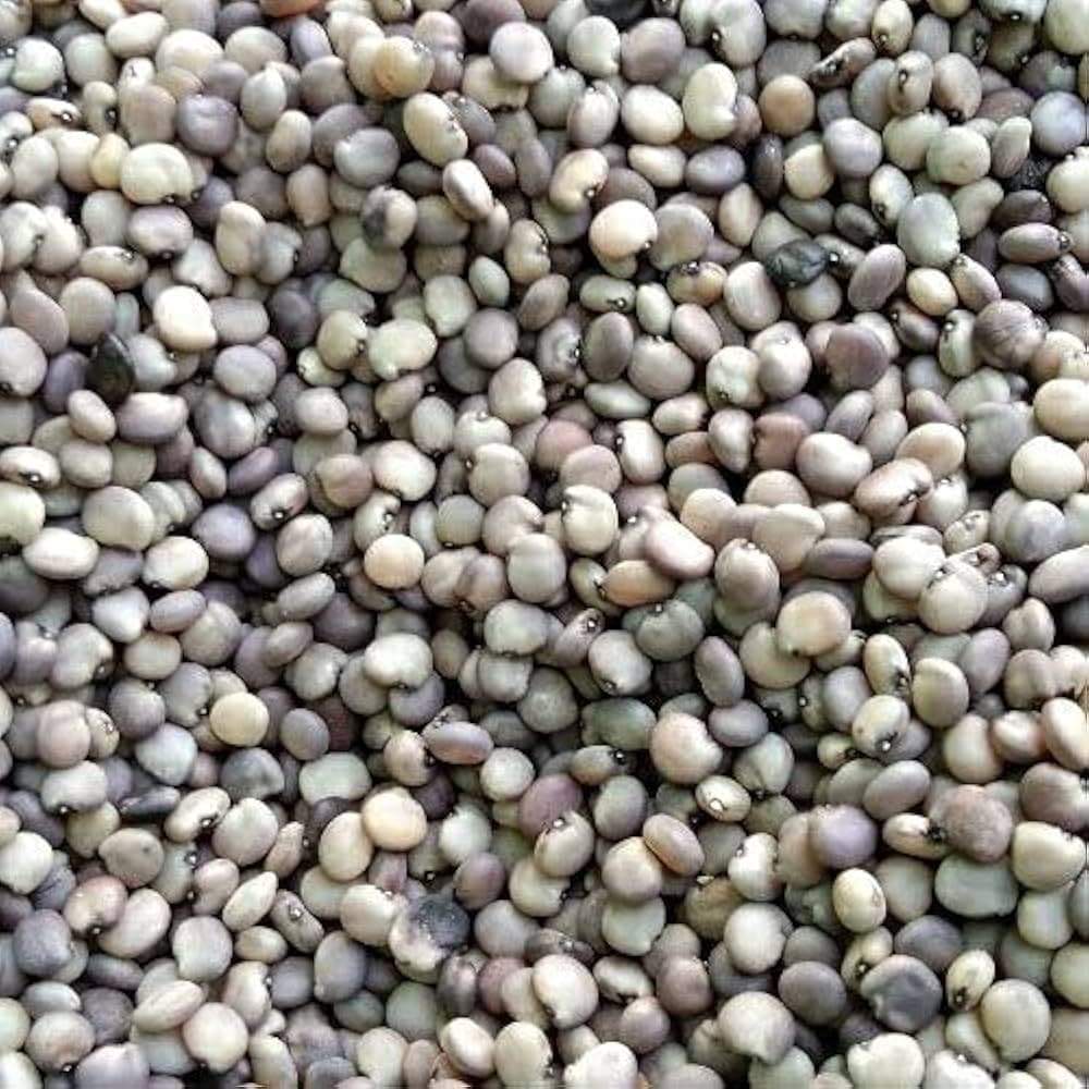 Cluster Bean Seed