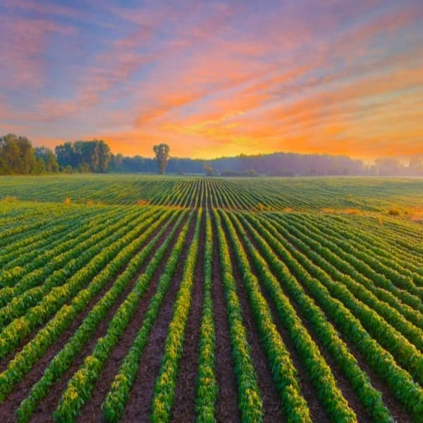 Farm Land