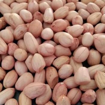 Java Peanuts