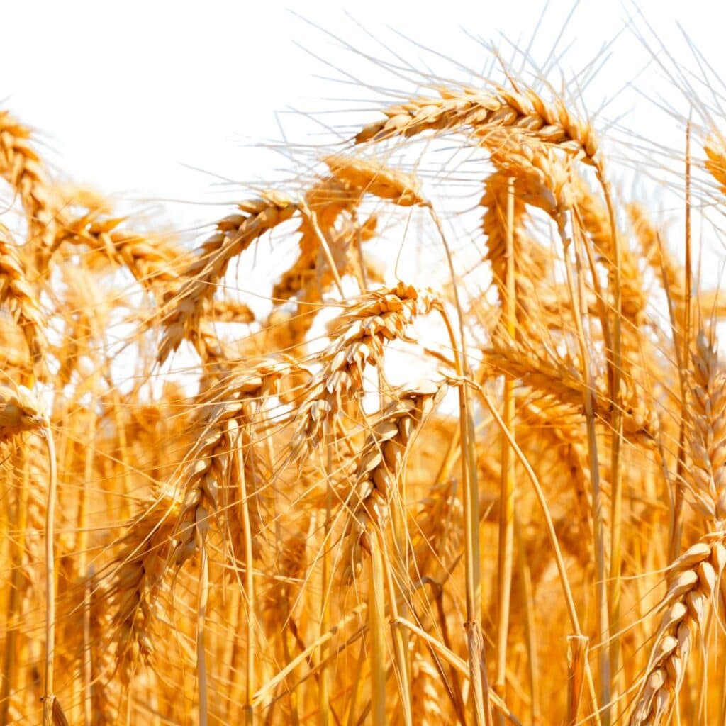 Wheat Grain
