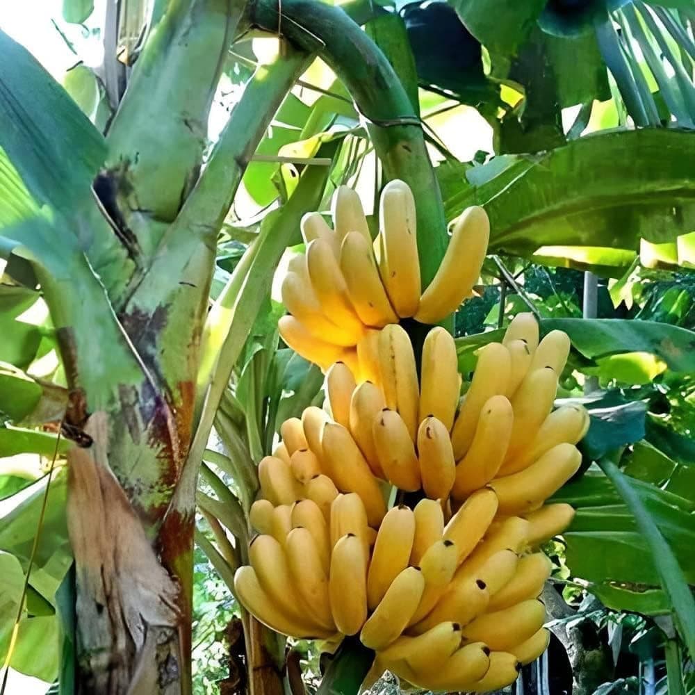 Organic Banana