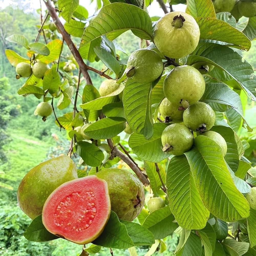 Organic Guava