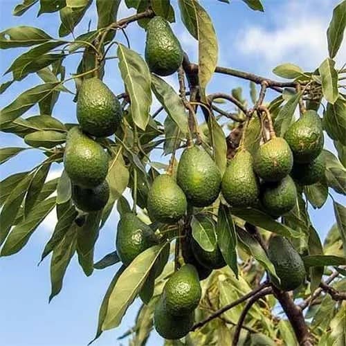Organic Avocado