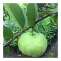 guava