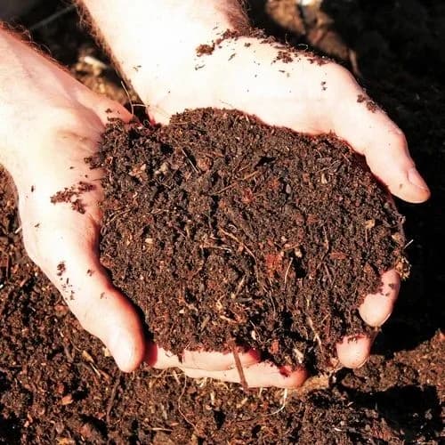 Cow Dung Manure