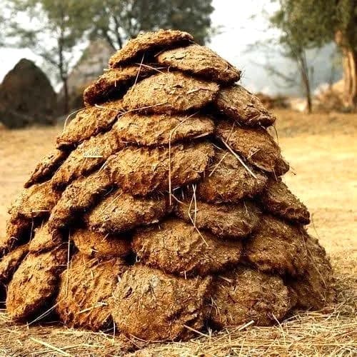 Dry Cow Dung Cake