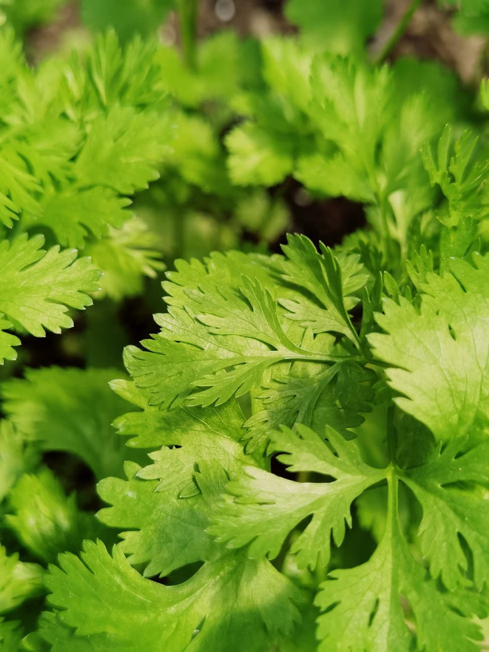Coriander