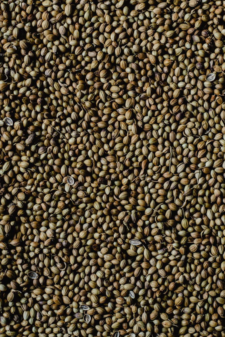 COARINDER SEED