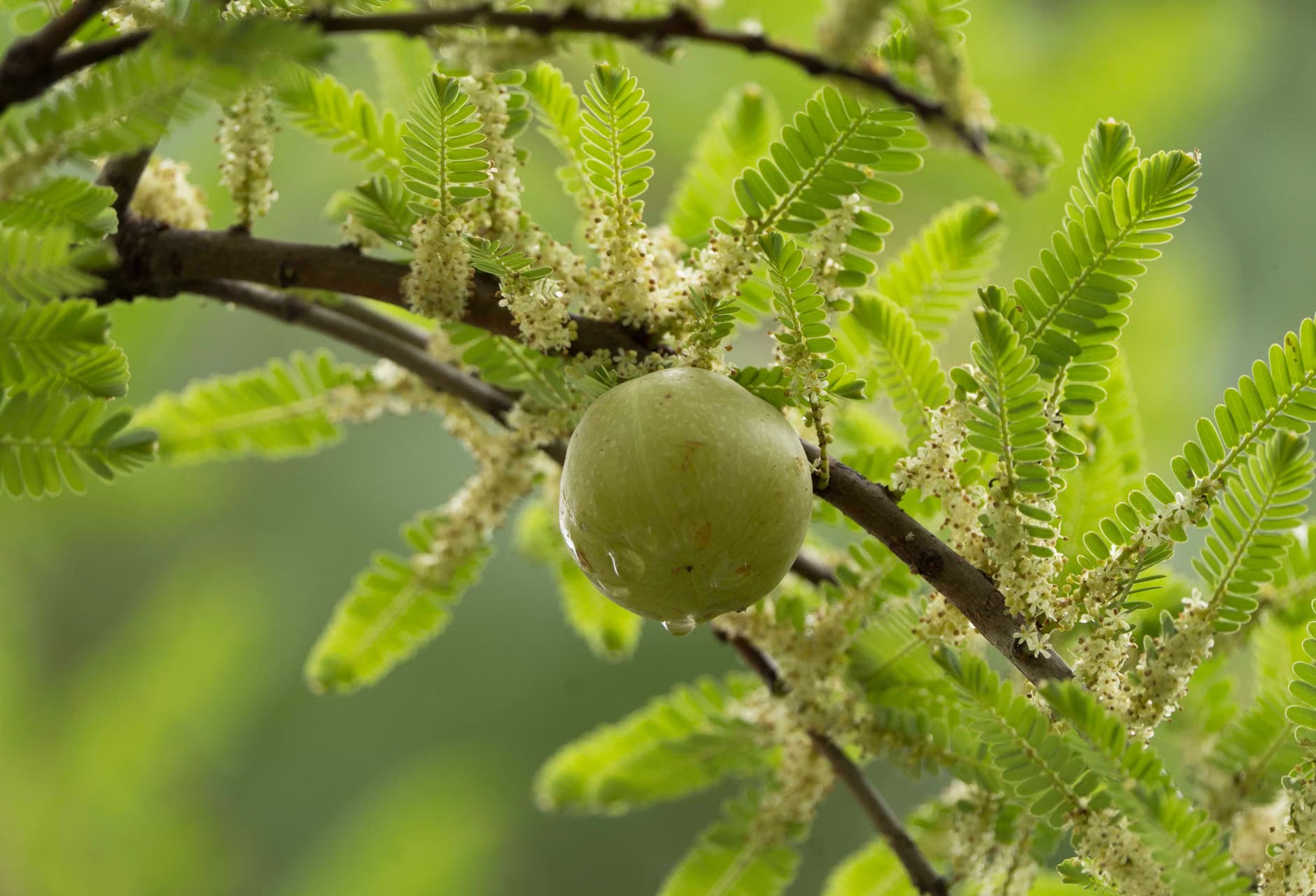 amla powder