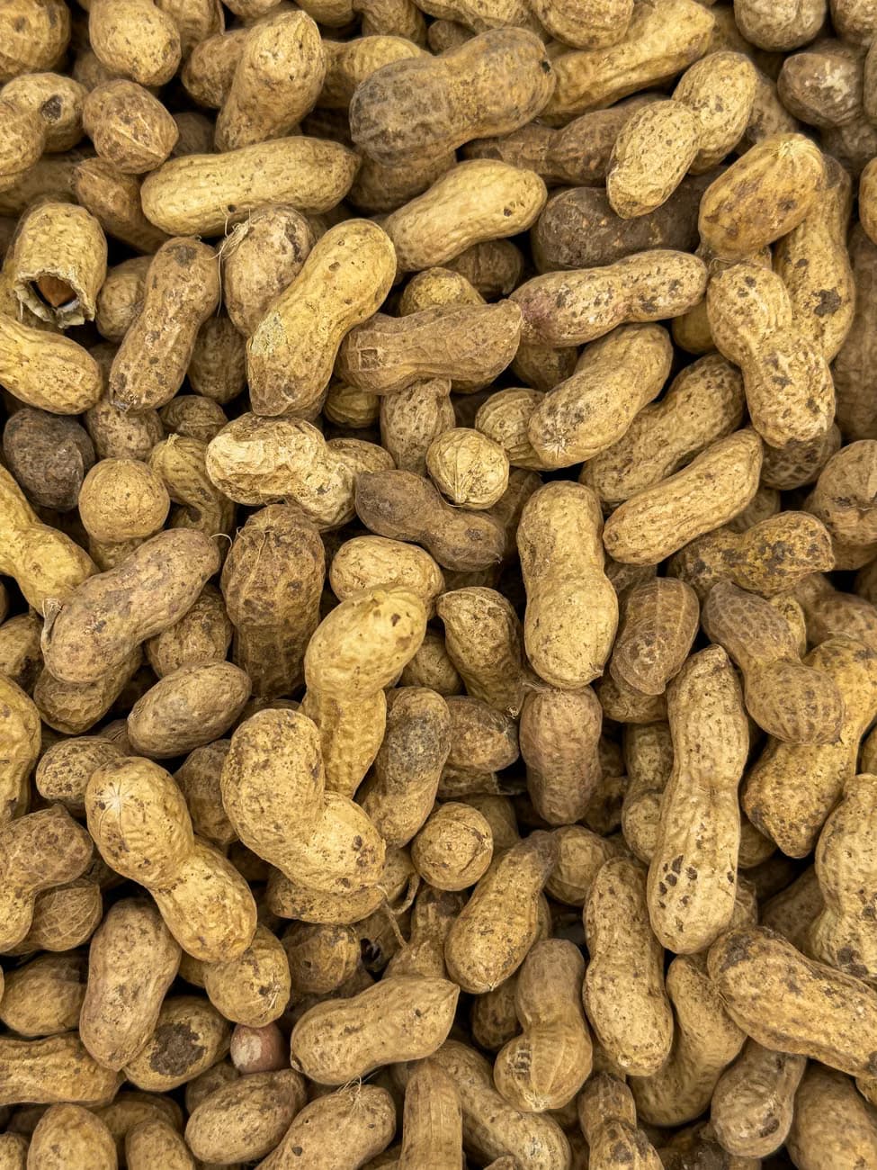 PEANUTS (BOLD)