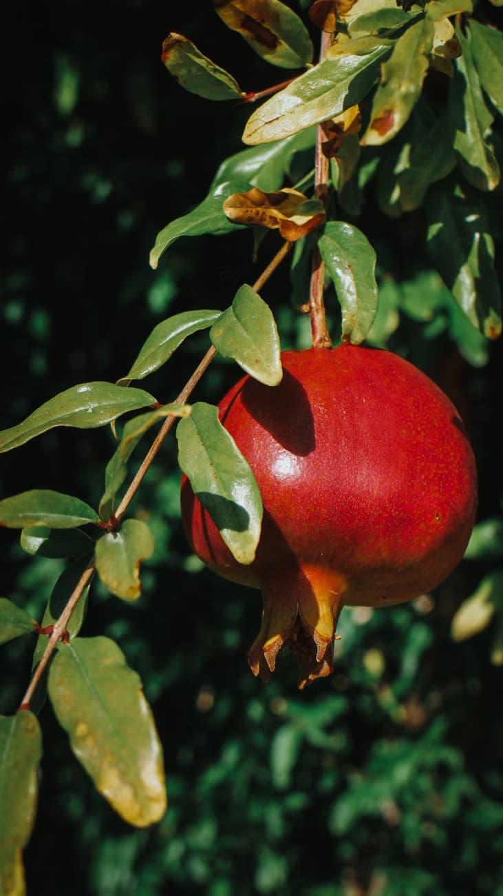 Pomogrante