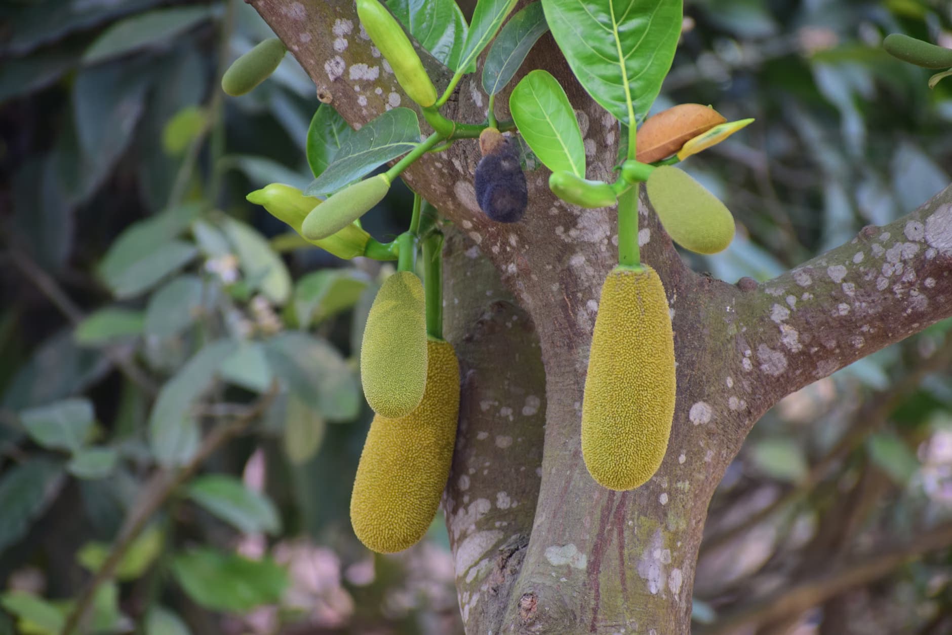 Jack fruit
