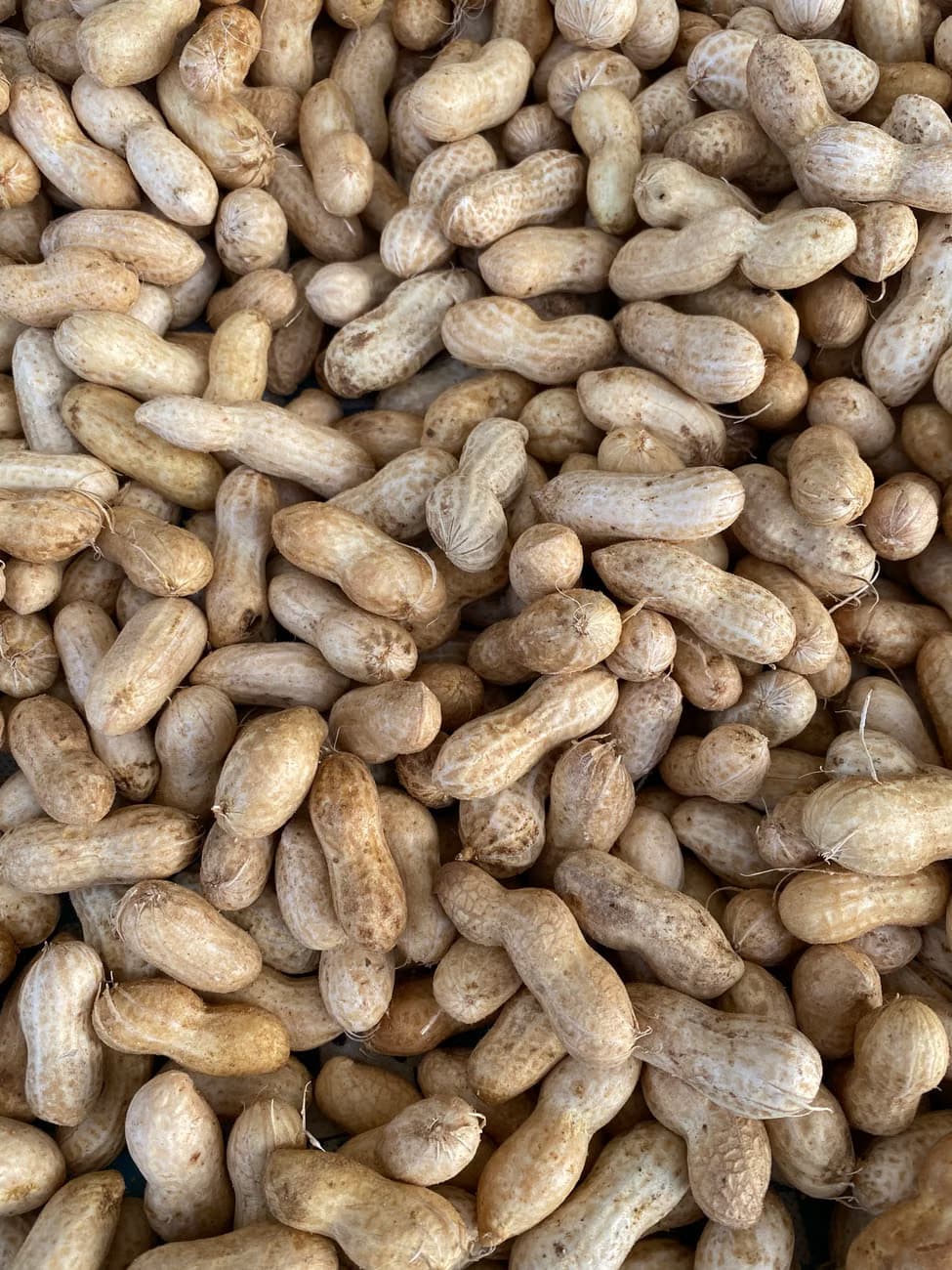 Groundnut Kernels