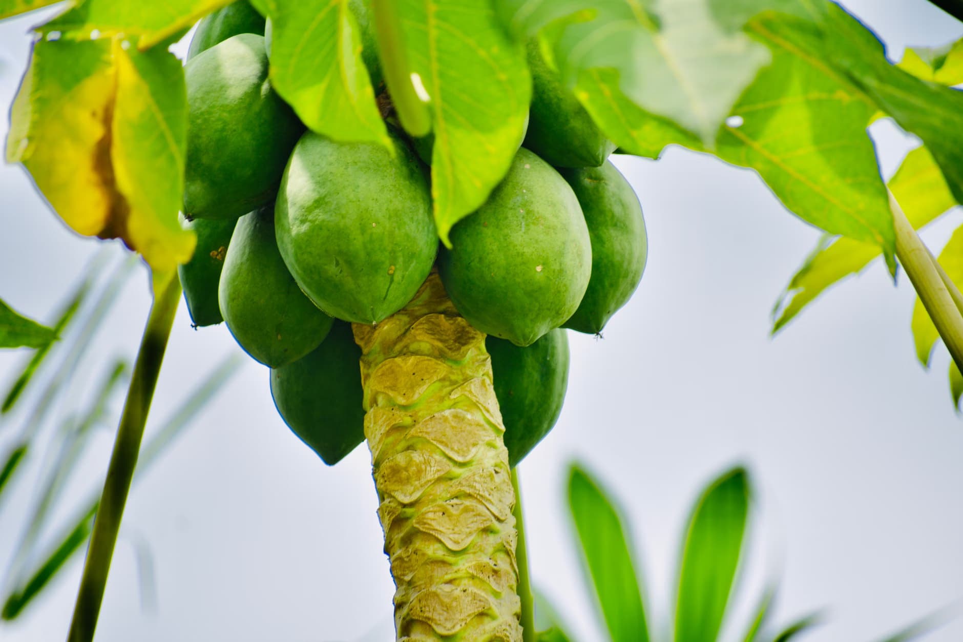 Raw Papaya
