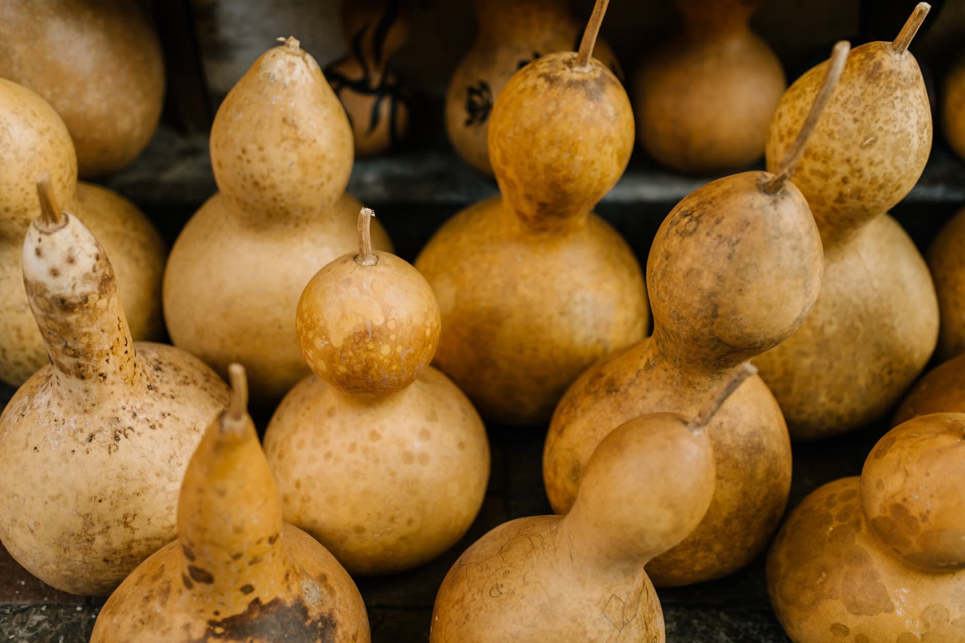 Bottle gourds