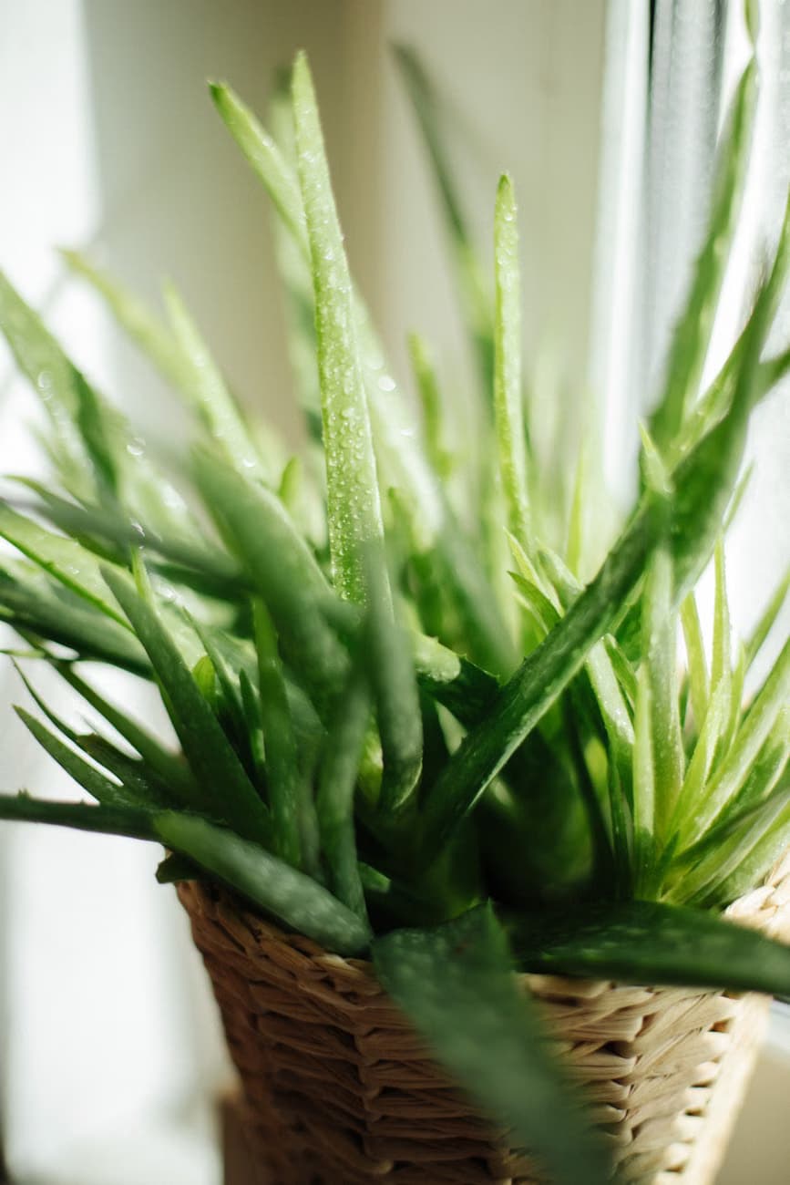 Aloe vera