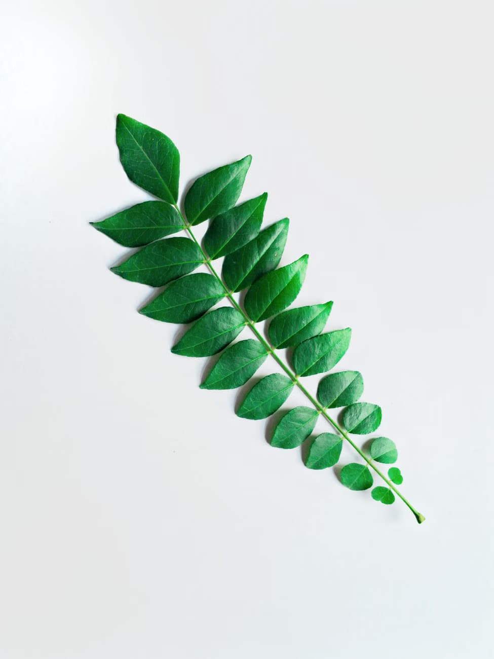 Curry leaves