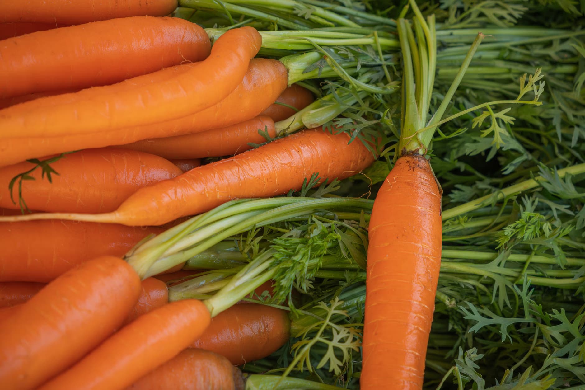 carrot