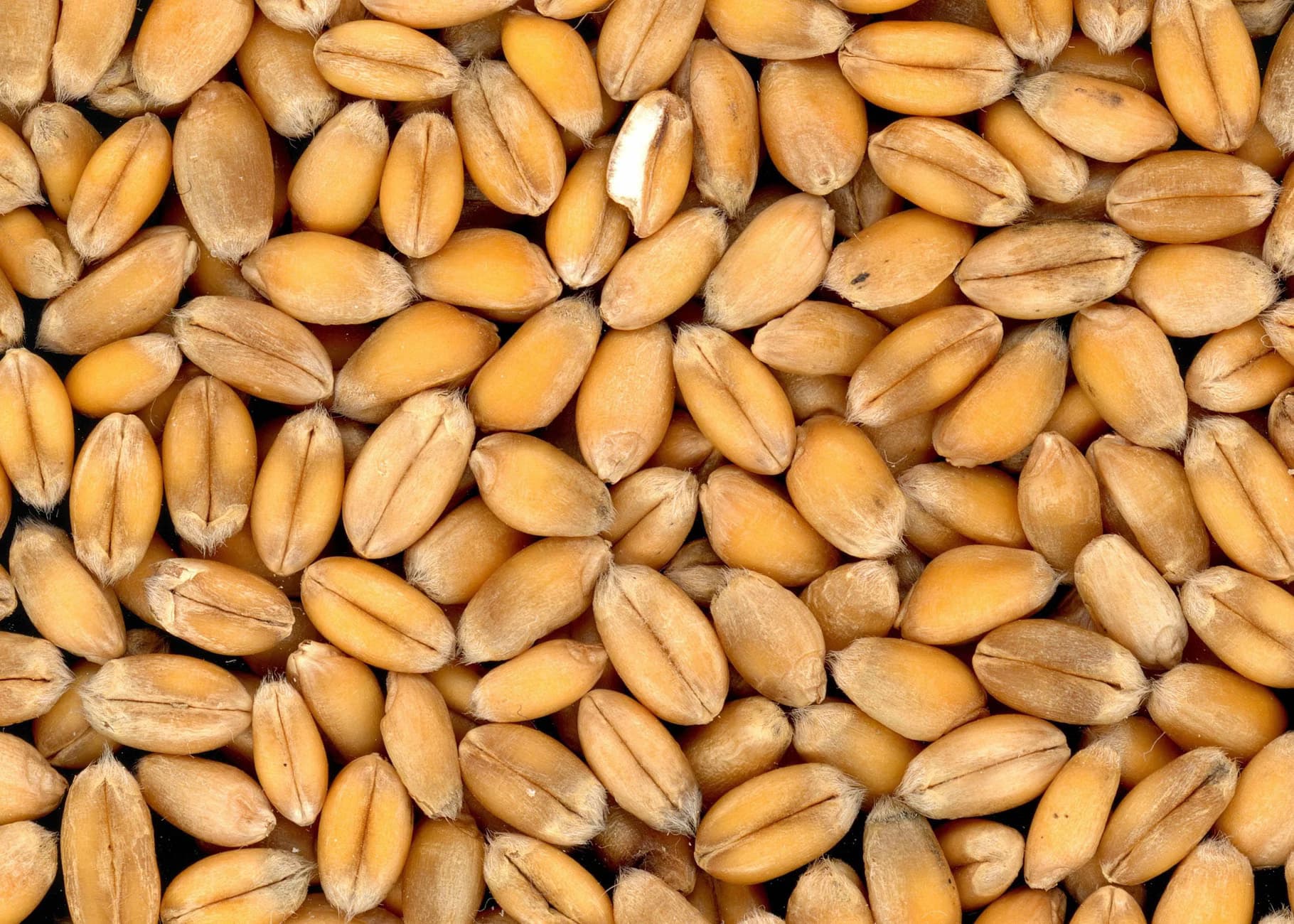 Wheat Seed