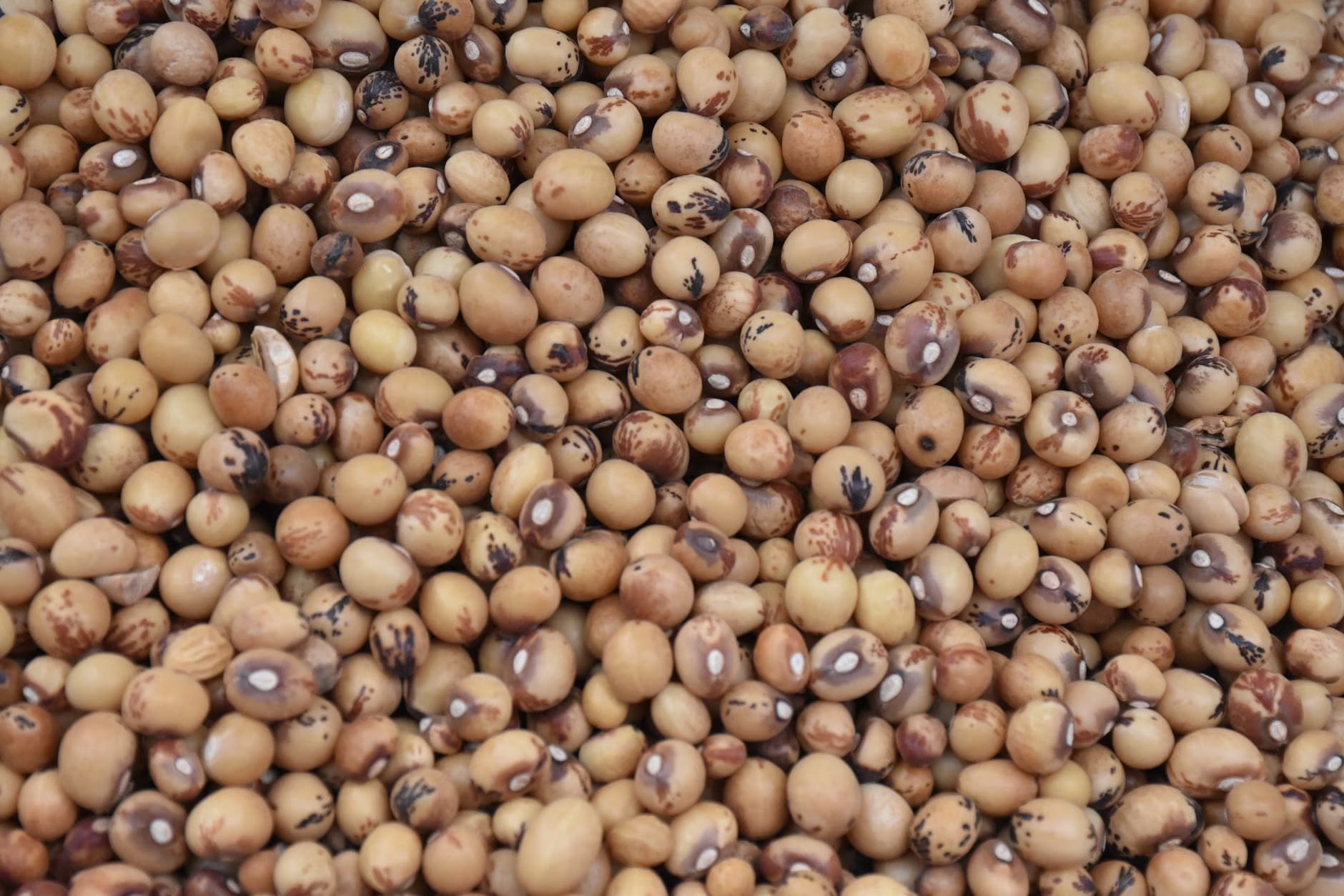 Soyabeen Seed