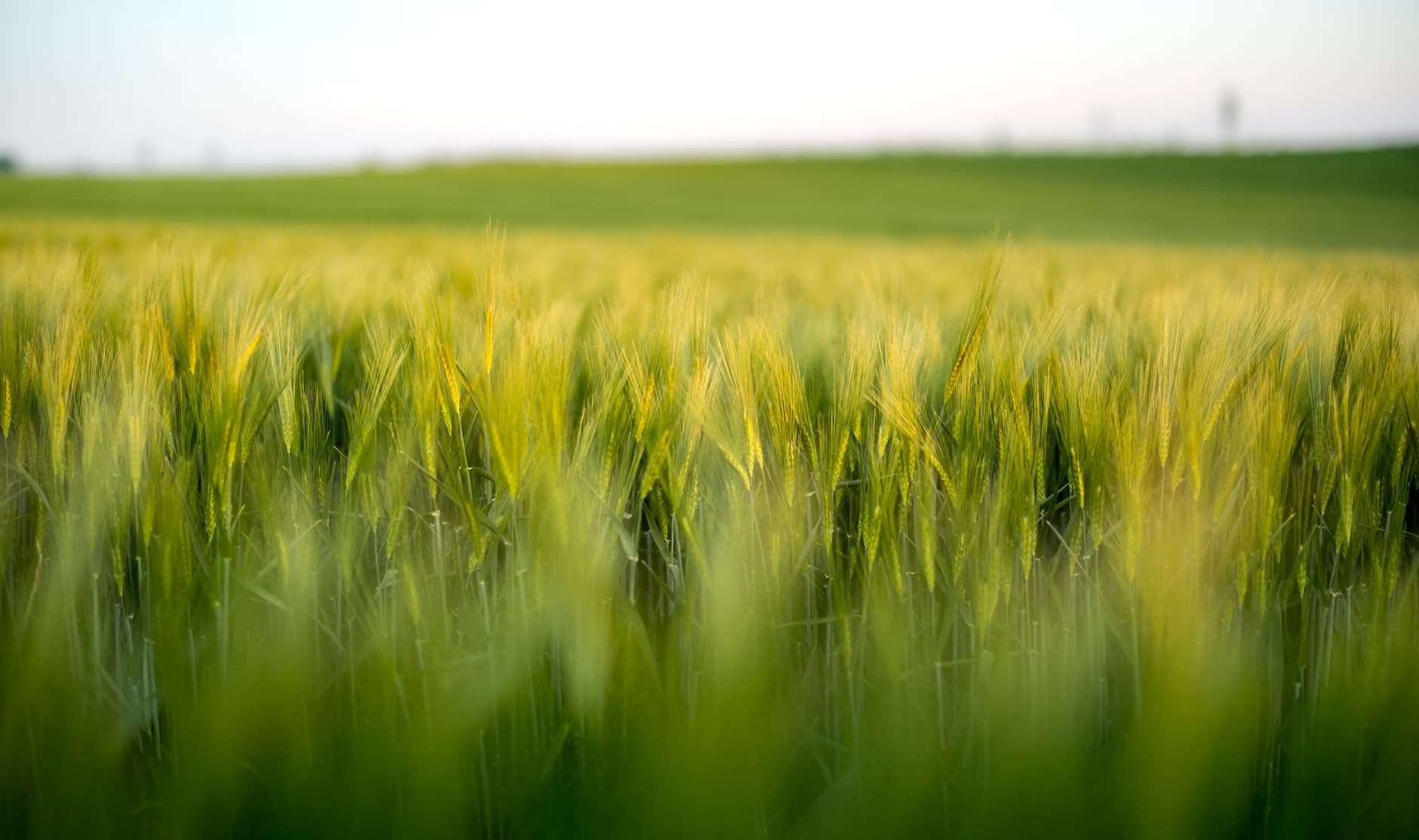 Wheat