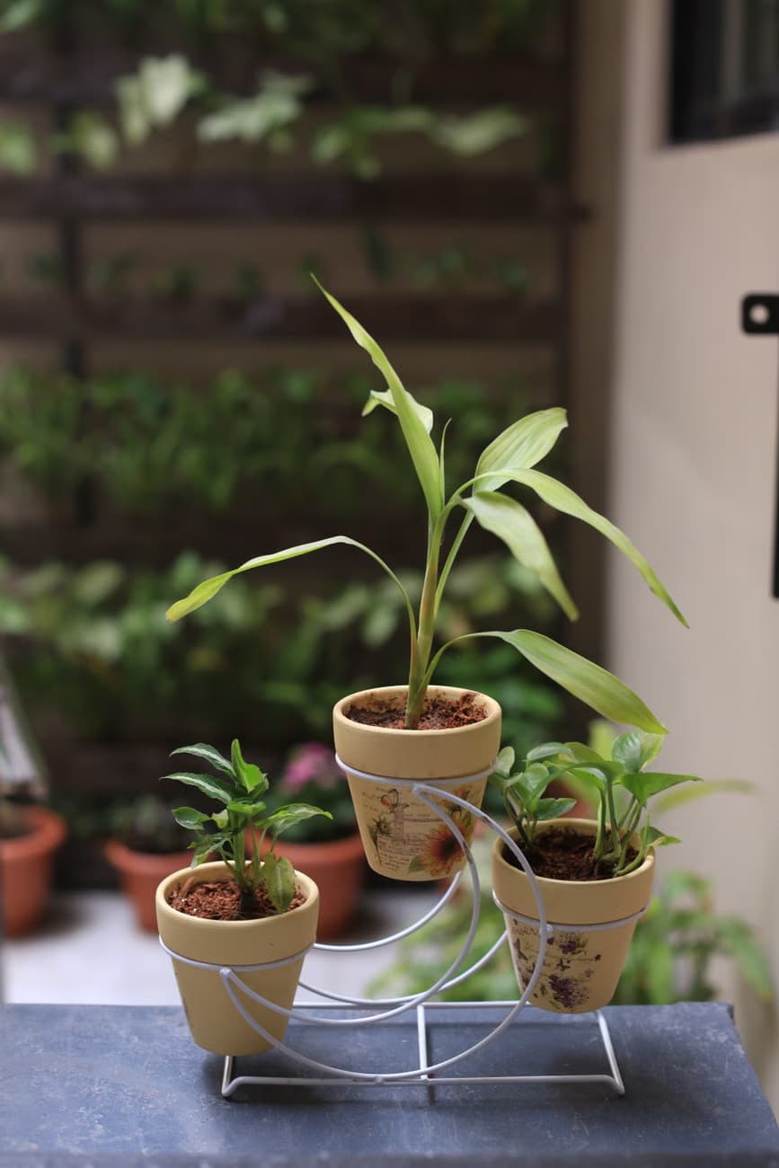 Planter Stand