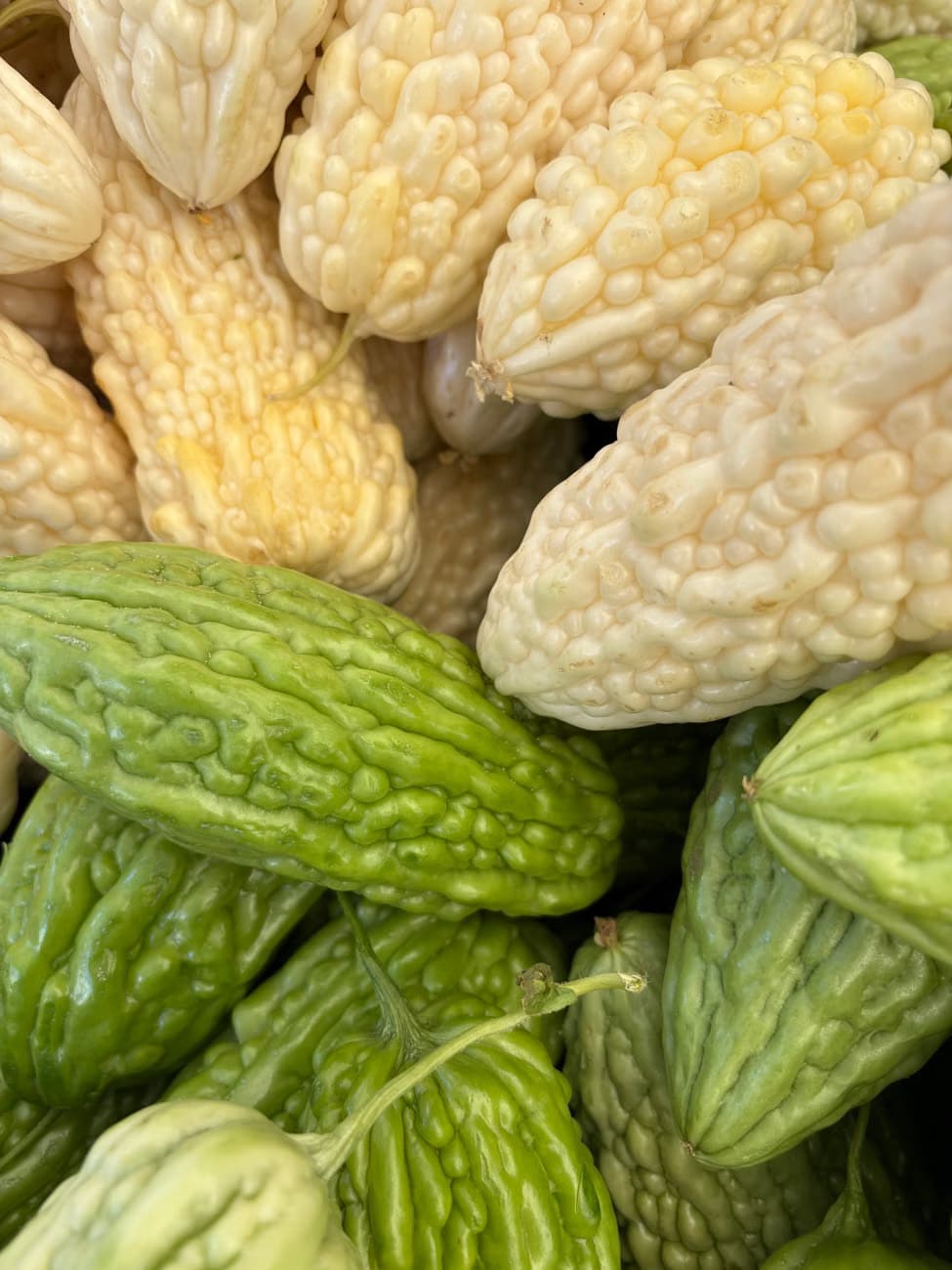 Bitter melon