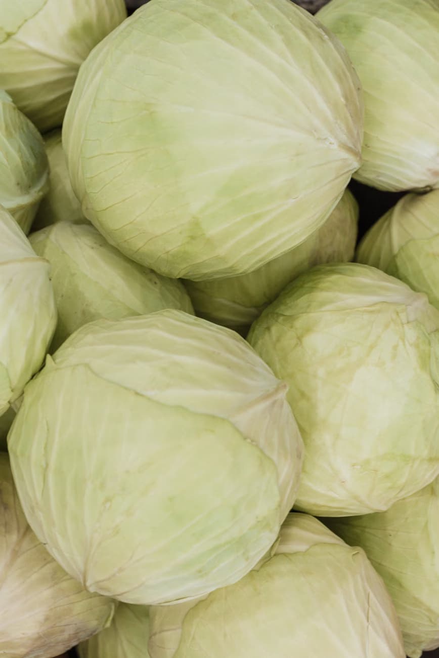 cabbage
