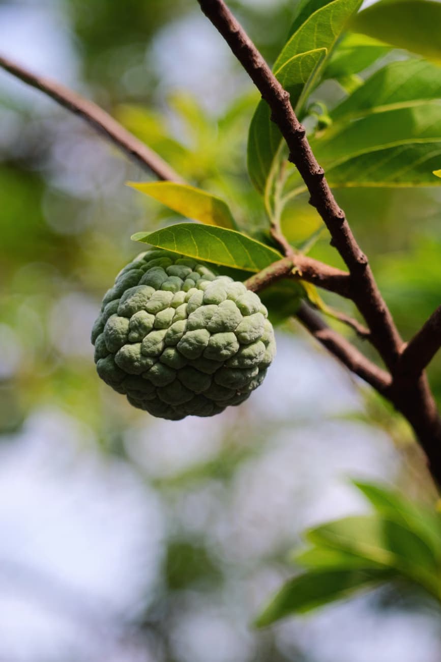 custard apple