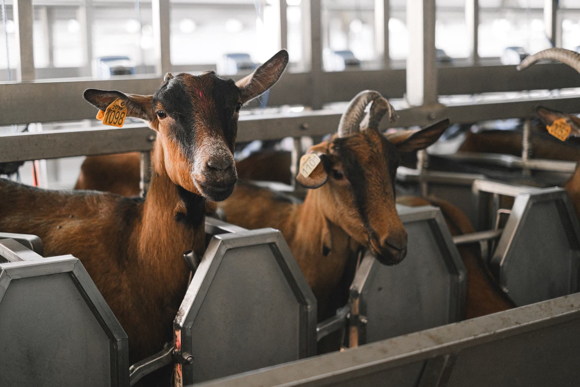 Goat Meat