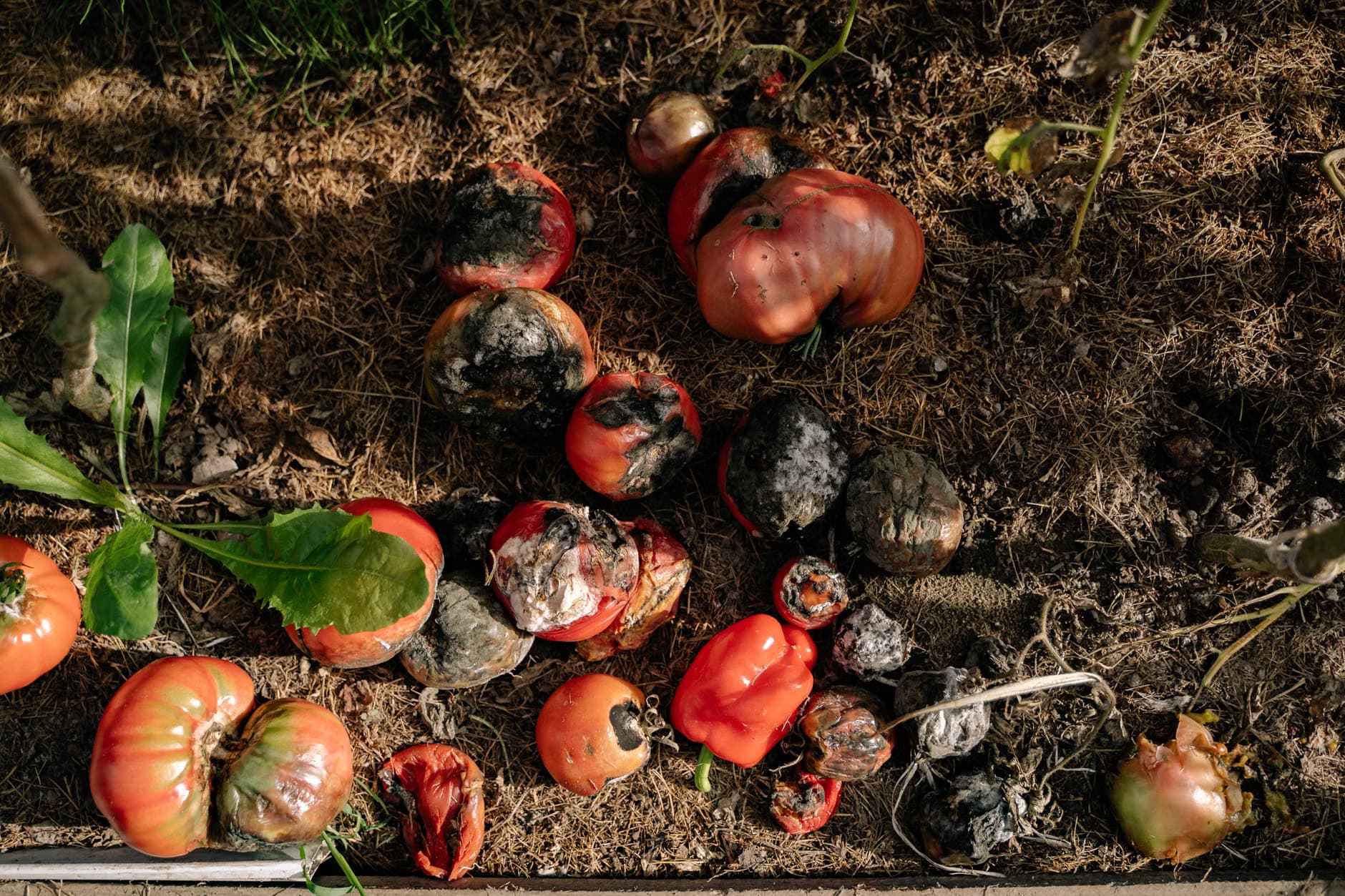 biofertilizers