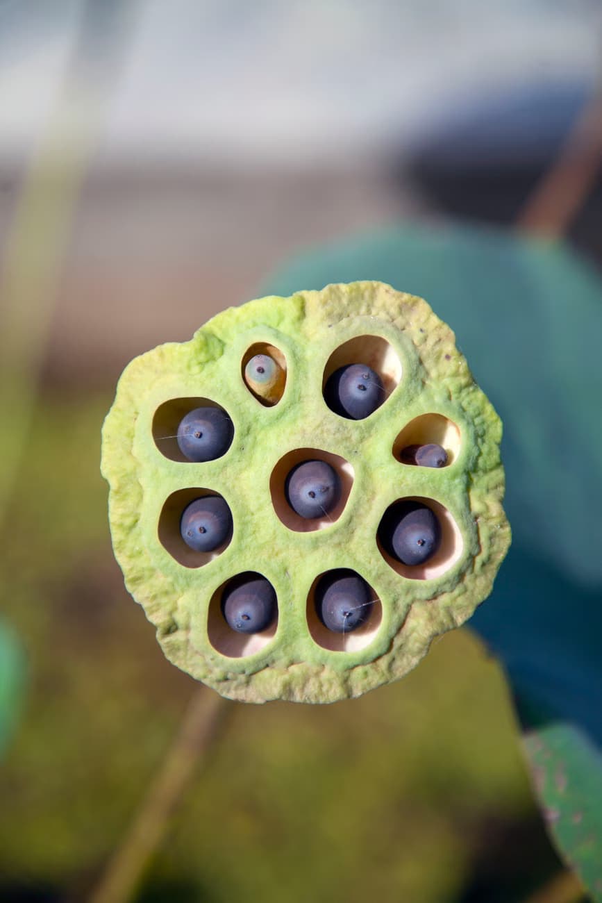 Makhana ( Lotus seed / fox nut )