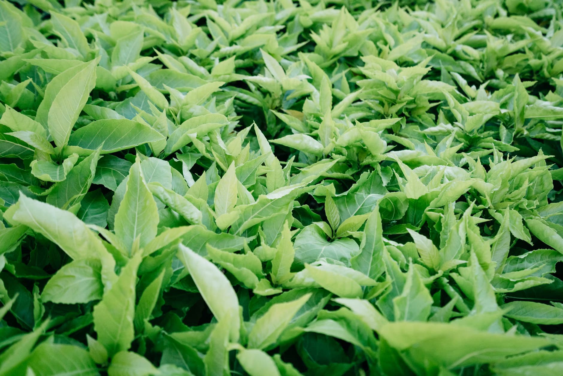 Gloryfert Green