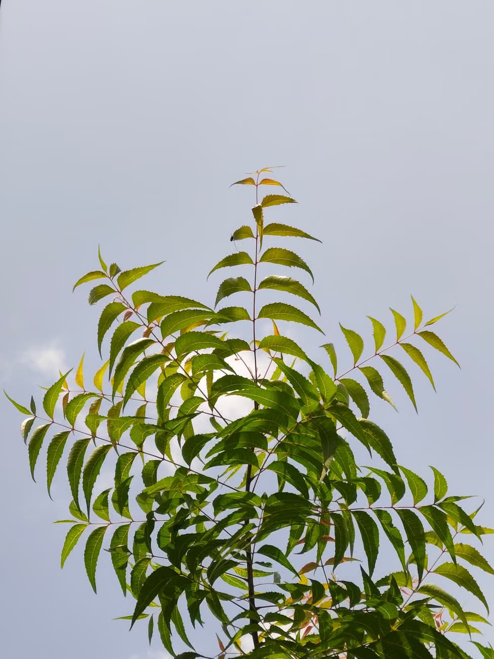 NEEM CAKE POWDER