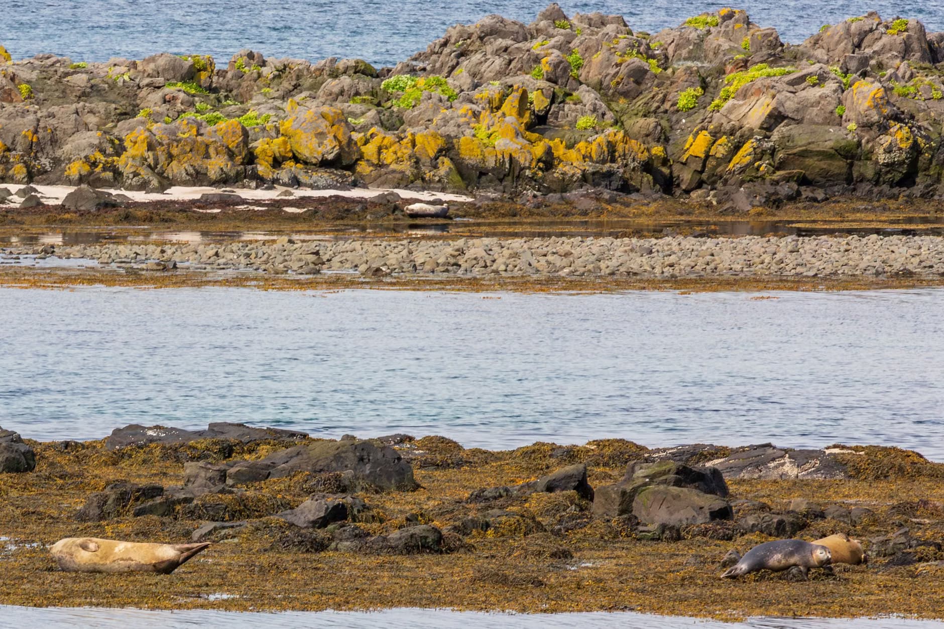 Other Seals