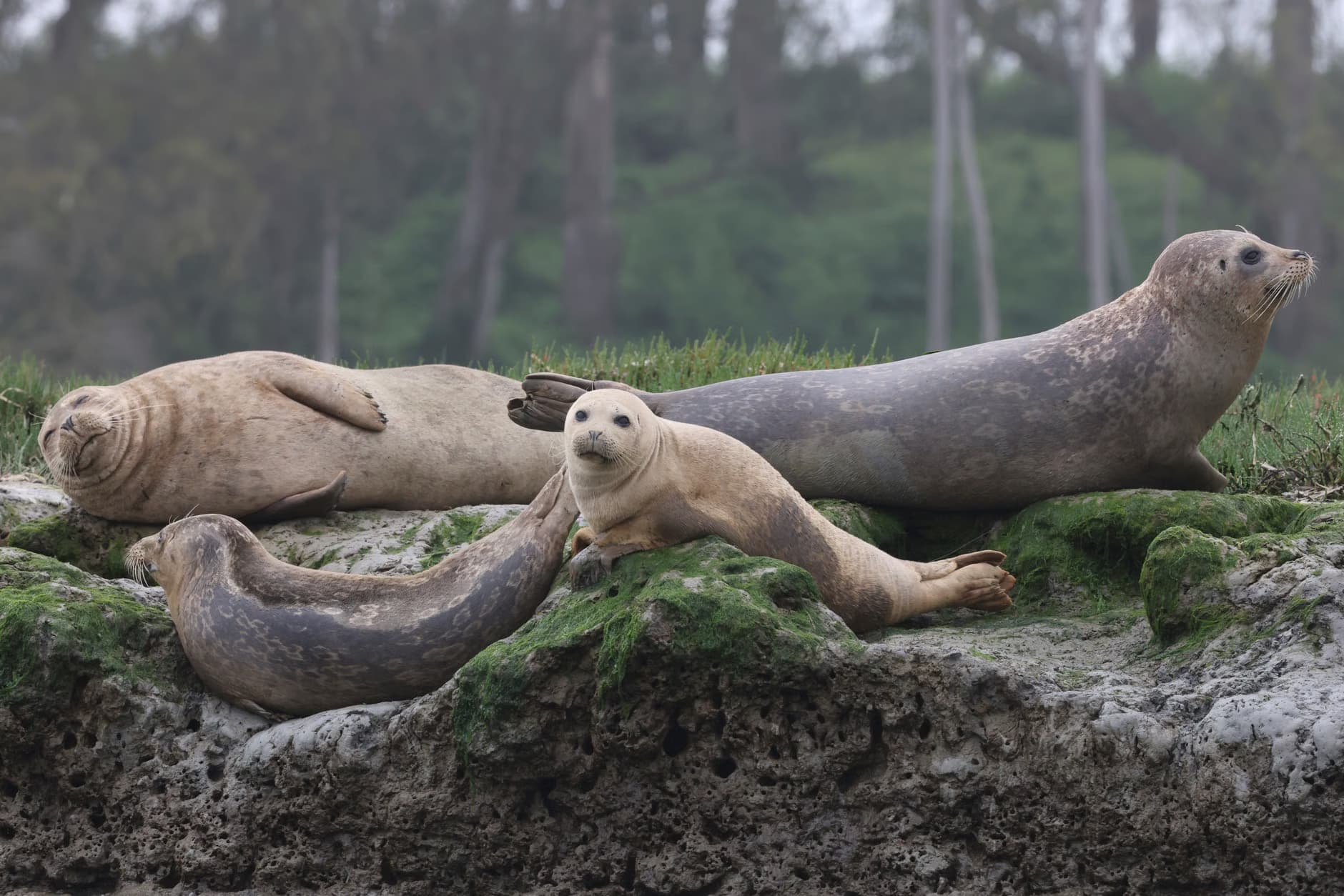 Spring Pusher Seals