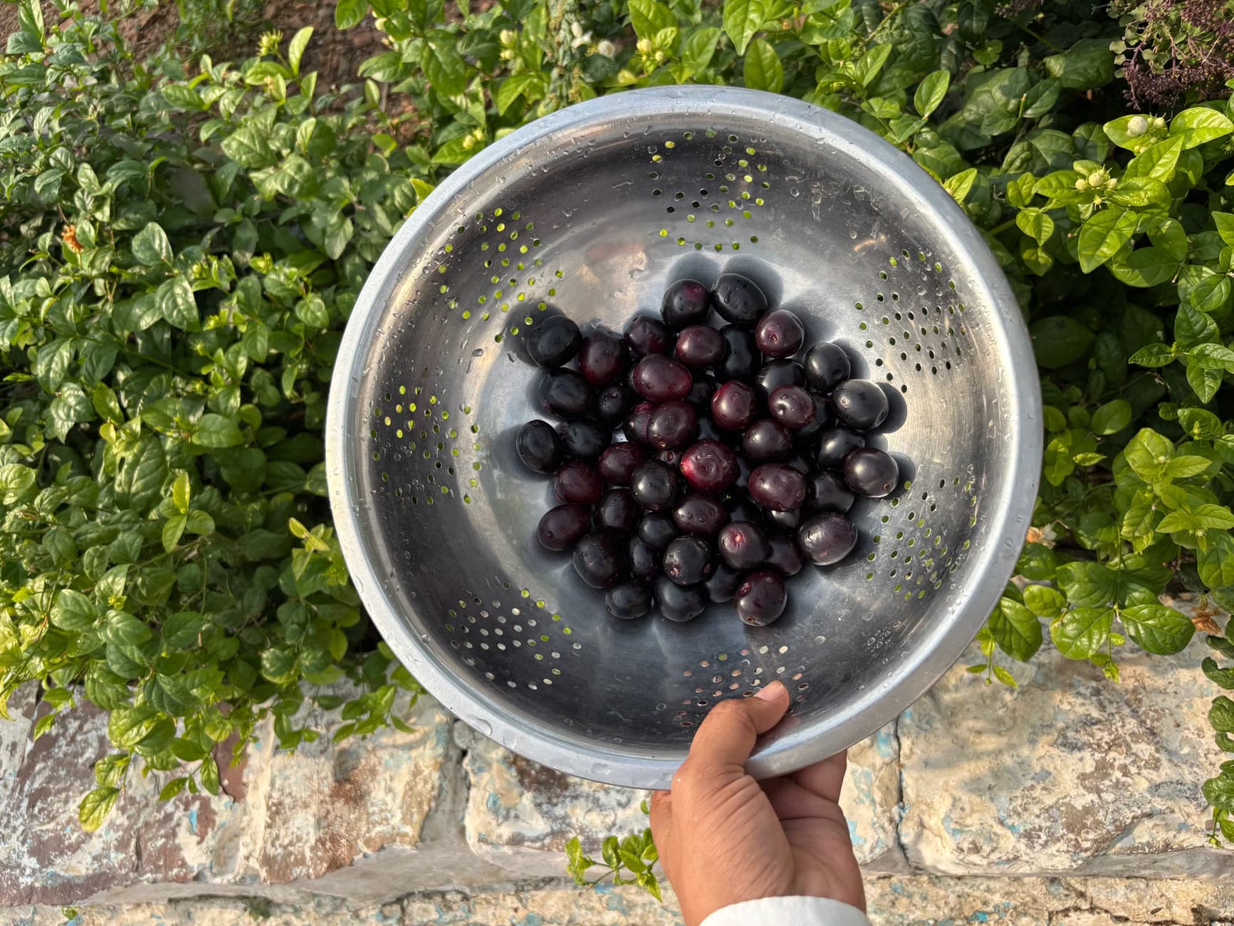 Frozen Jamun Slices