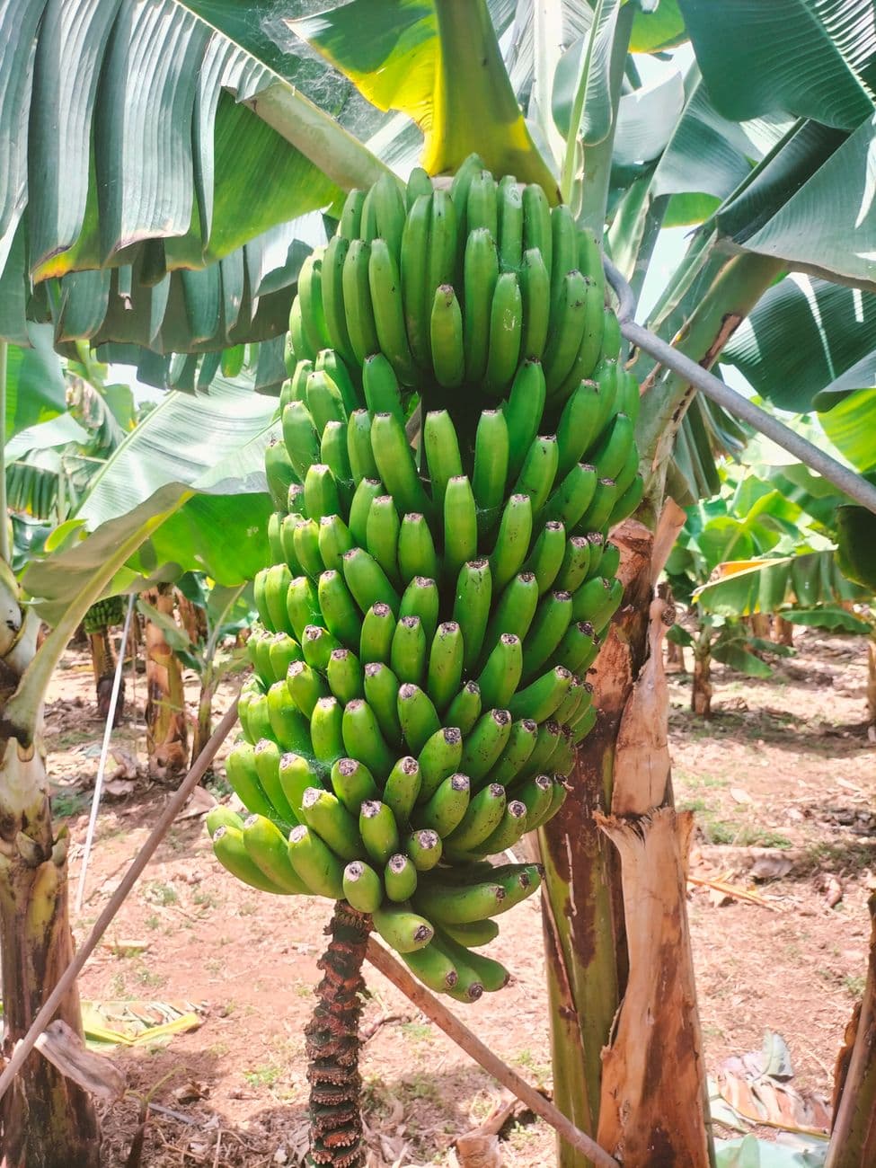 Organic Cavendish Banana
