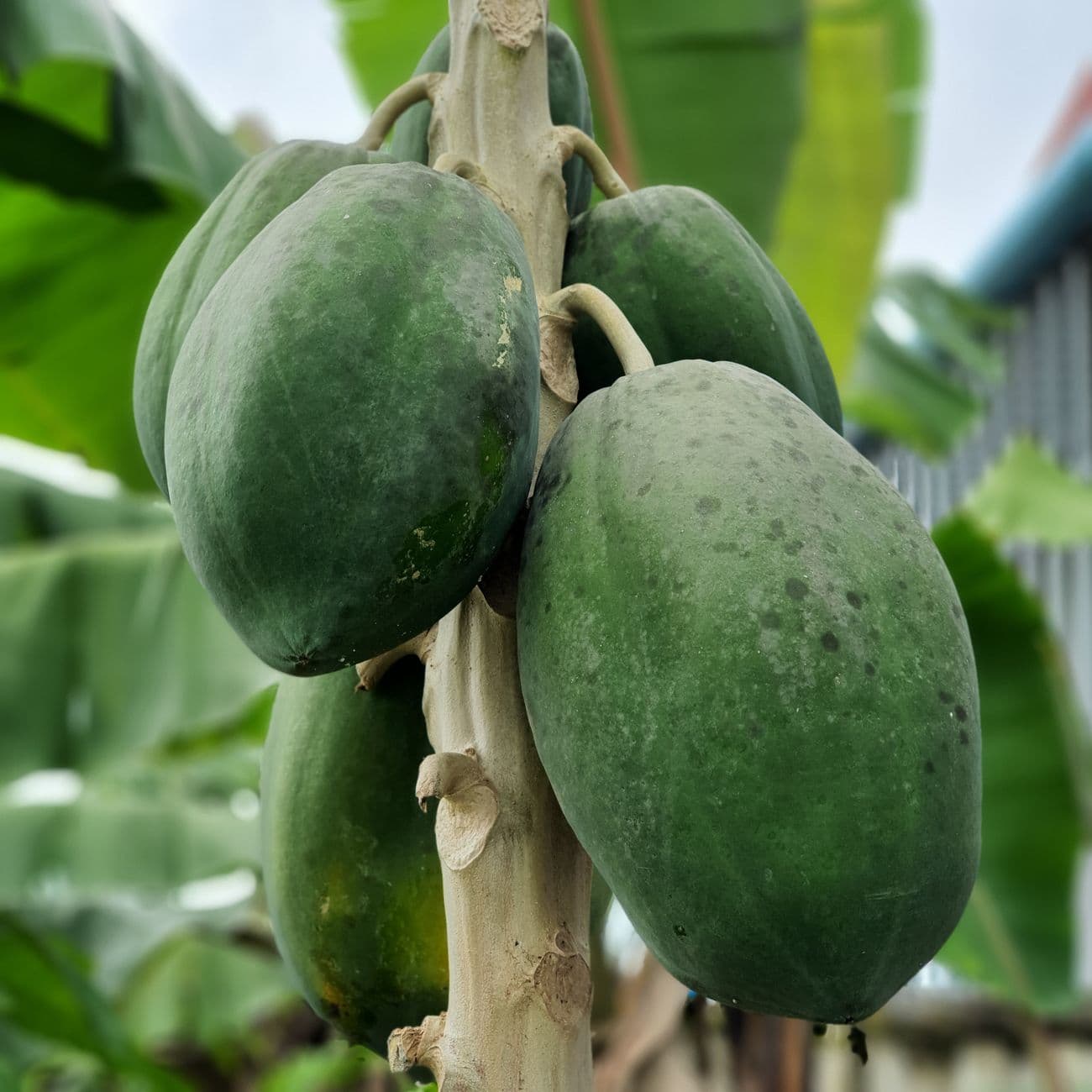 Fresh Red Papaya