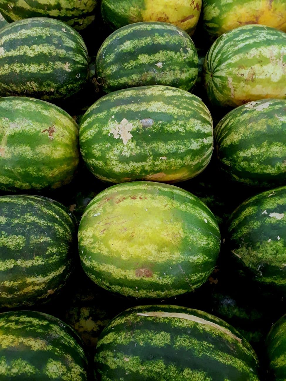 Organic Hybrid Watermelon