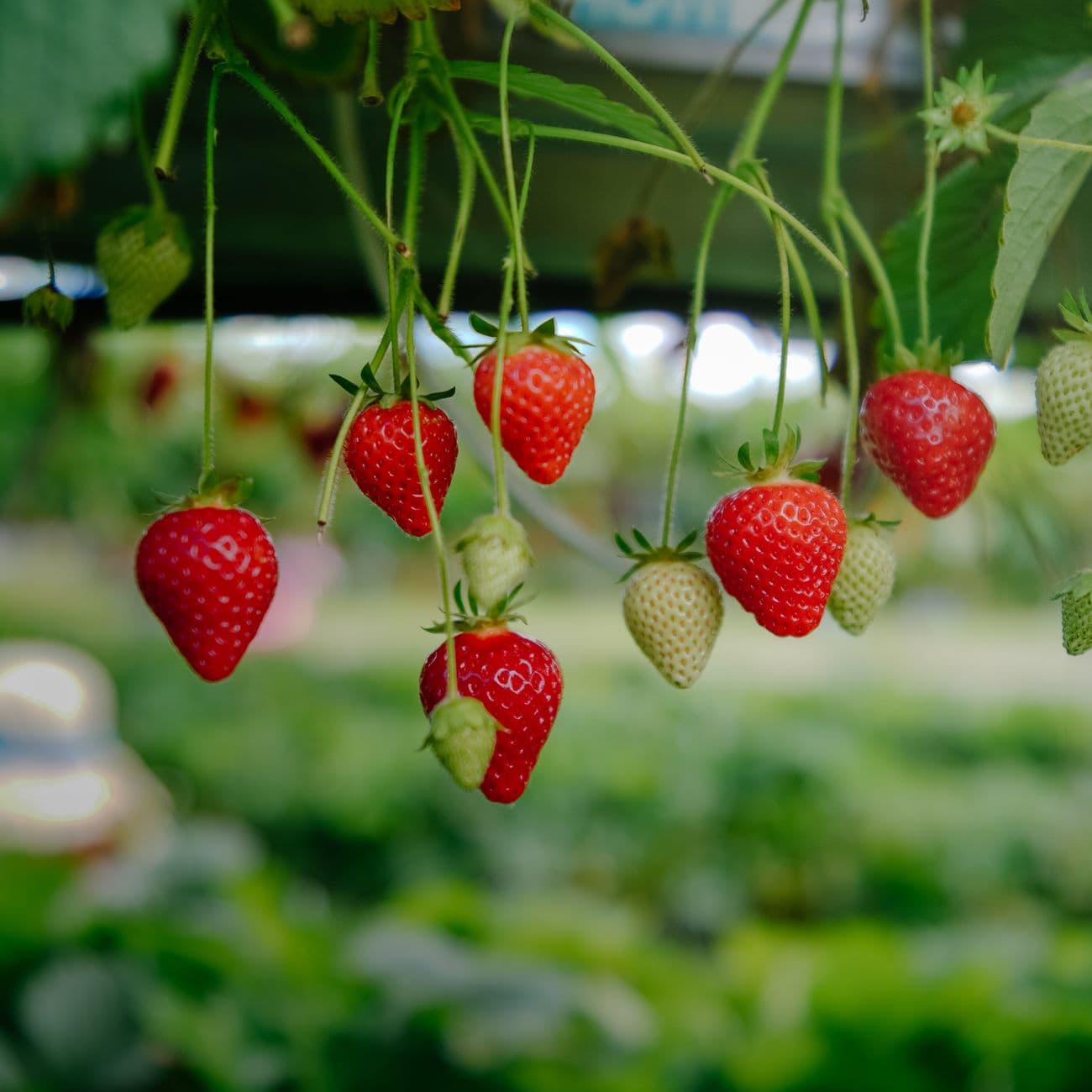 Fresh Strawberry Bunch