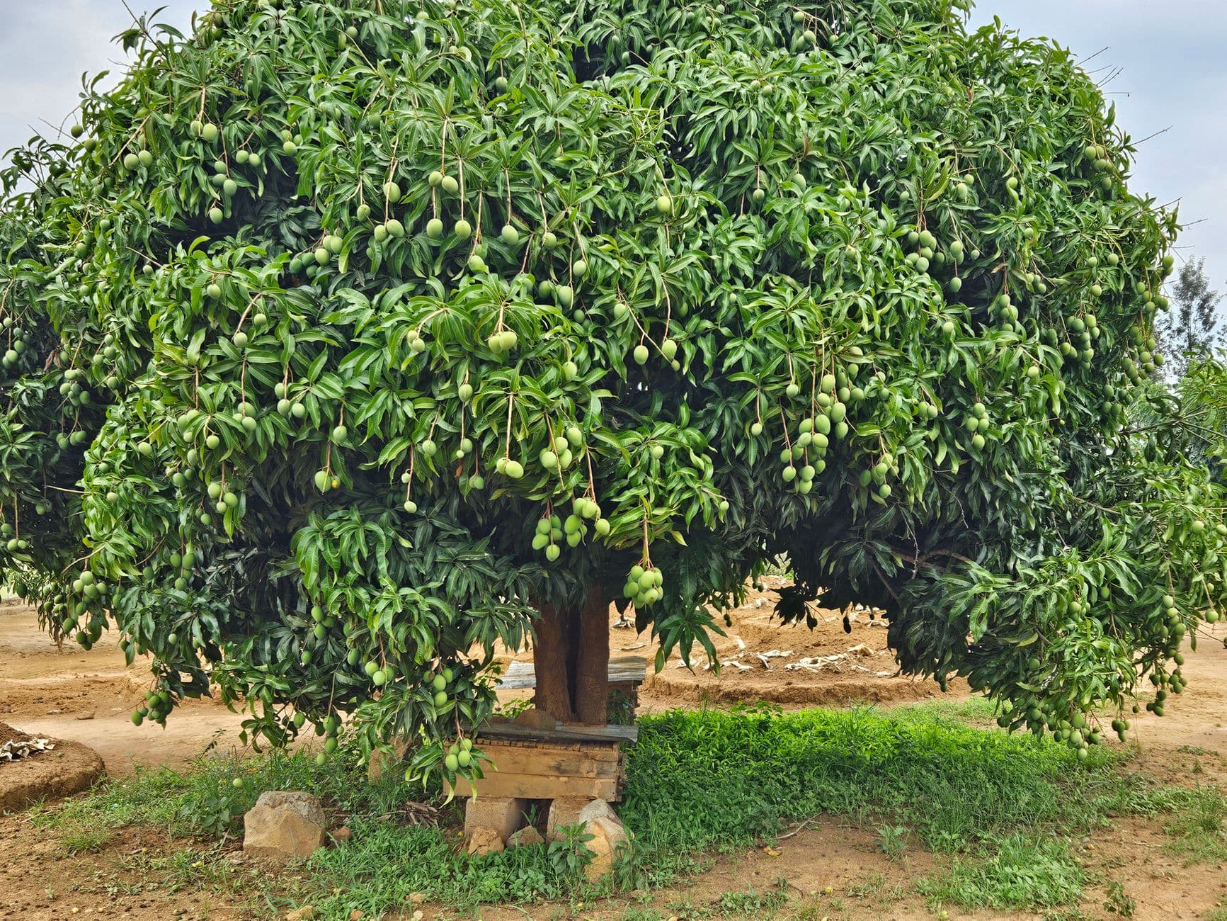 Organic Banganapalli Mango