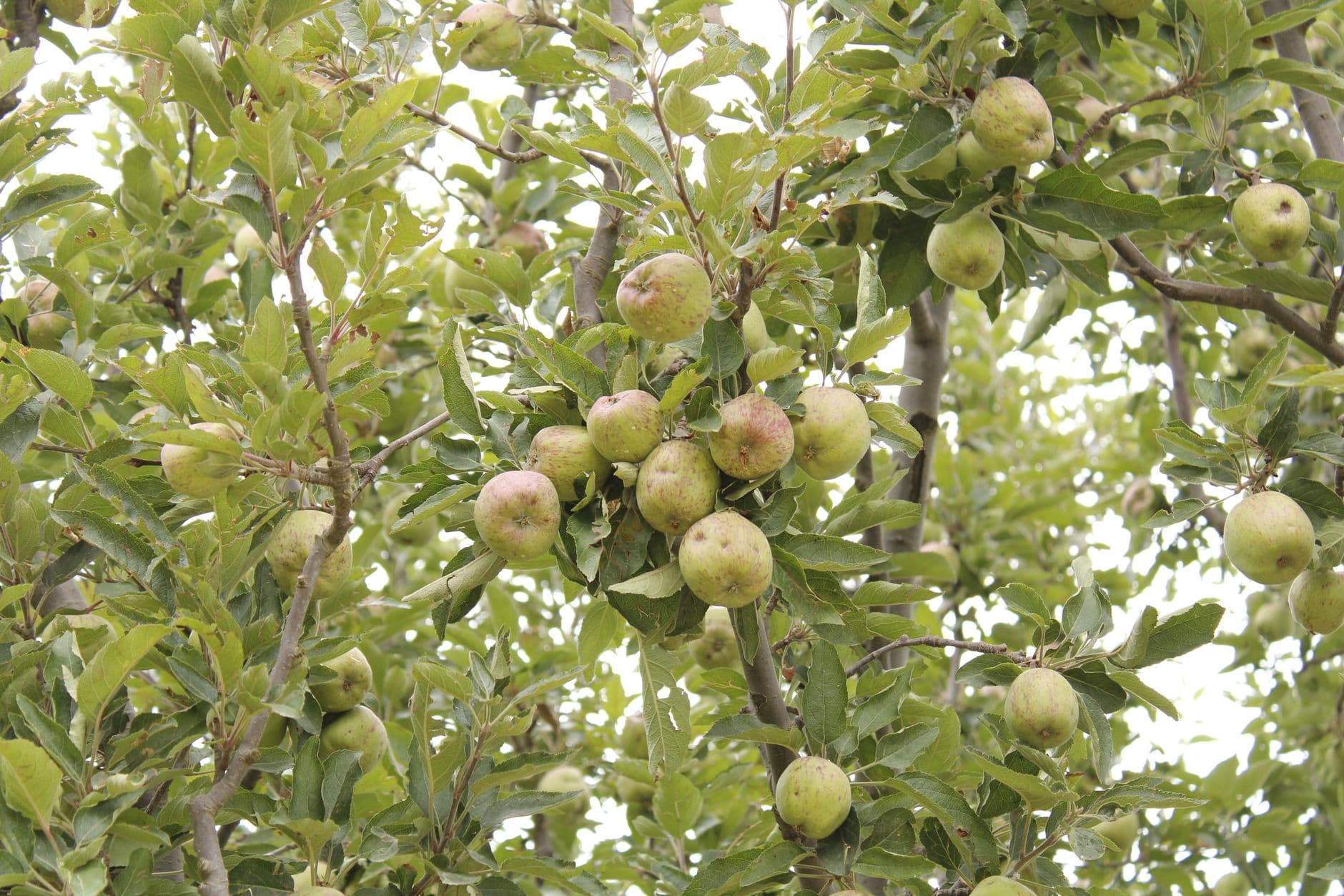 Fresh Shimla Apple