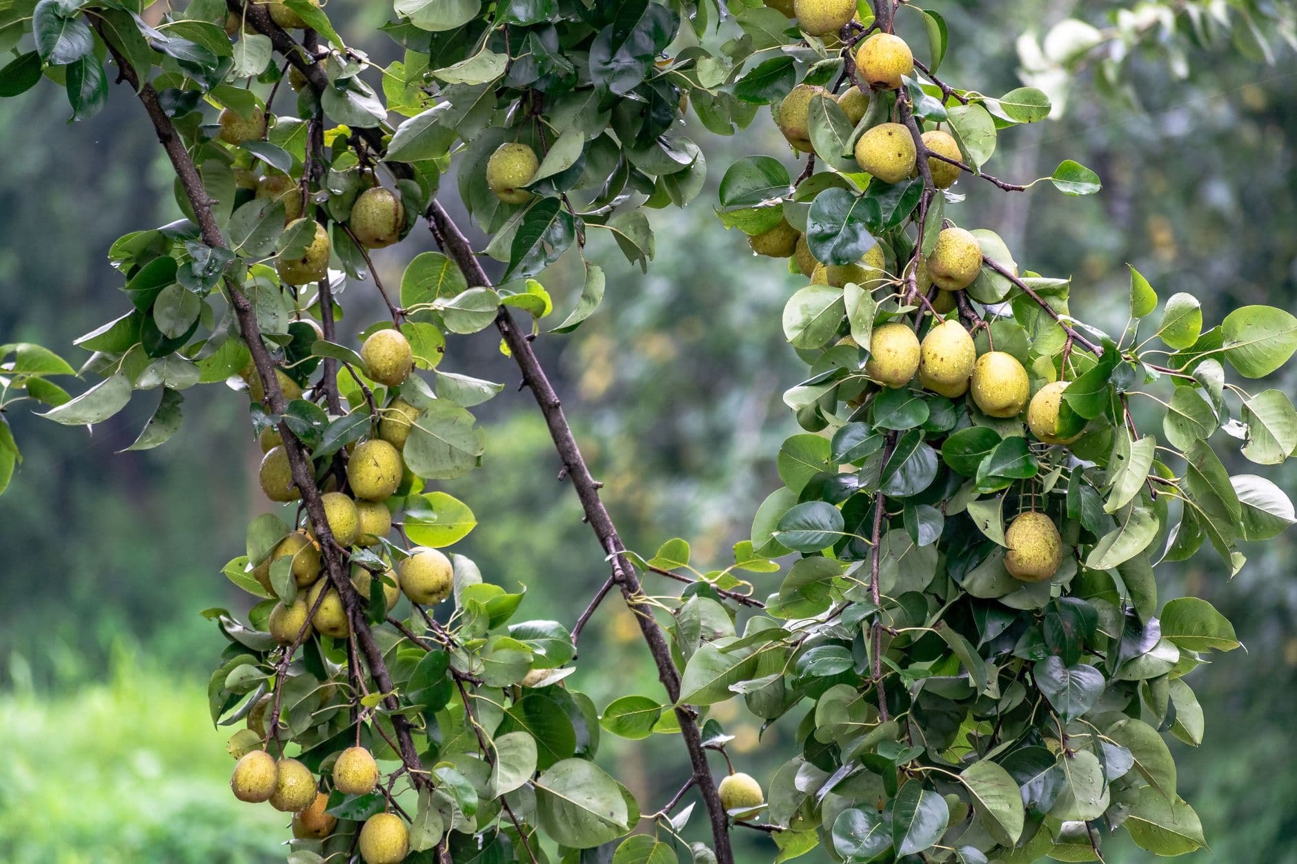 Organic Pear