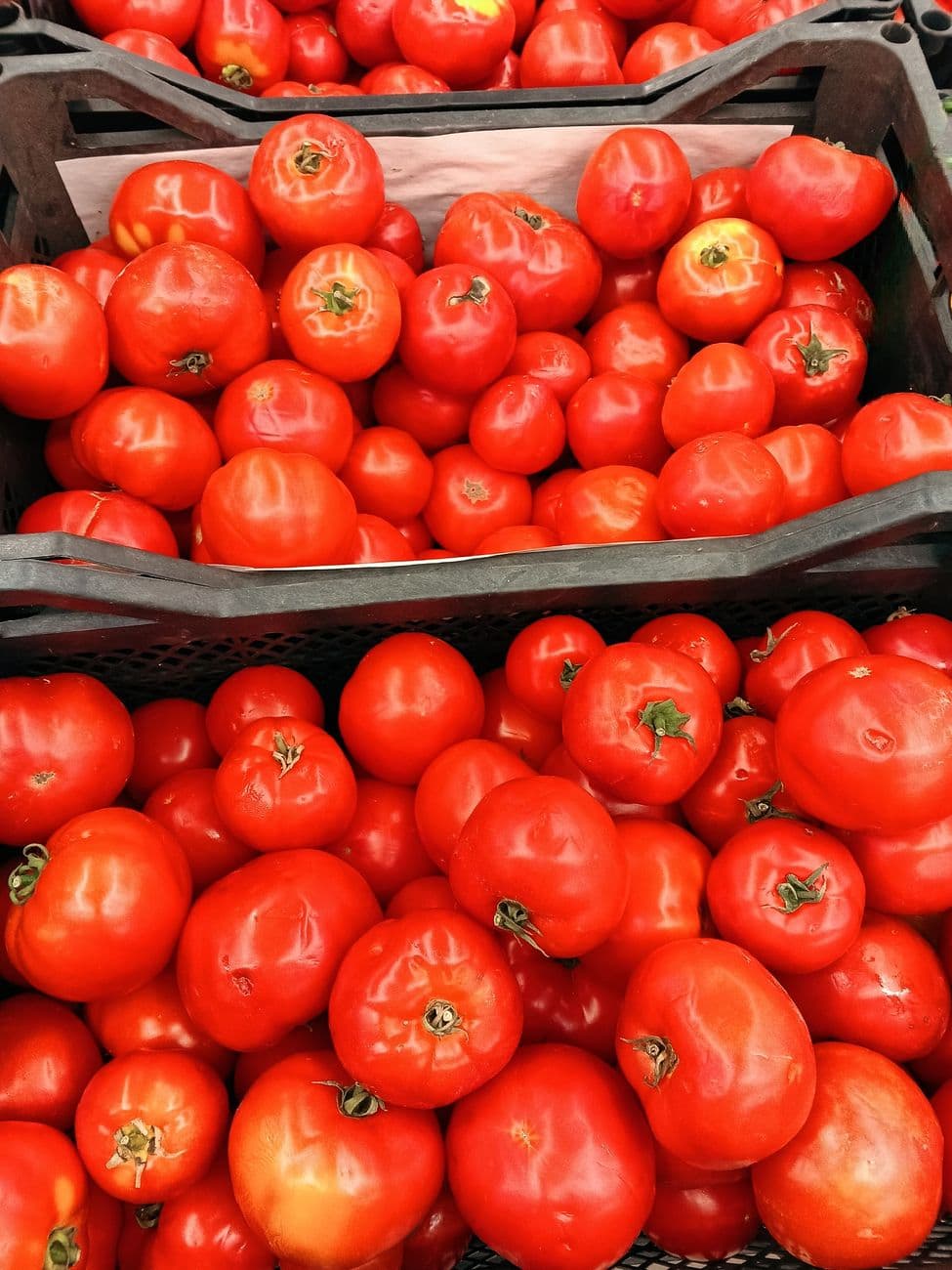 Fresh Red Tomato