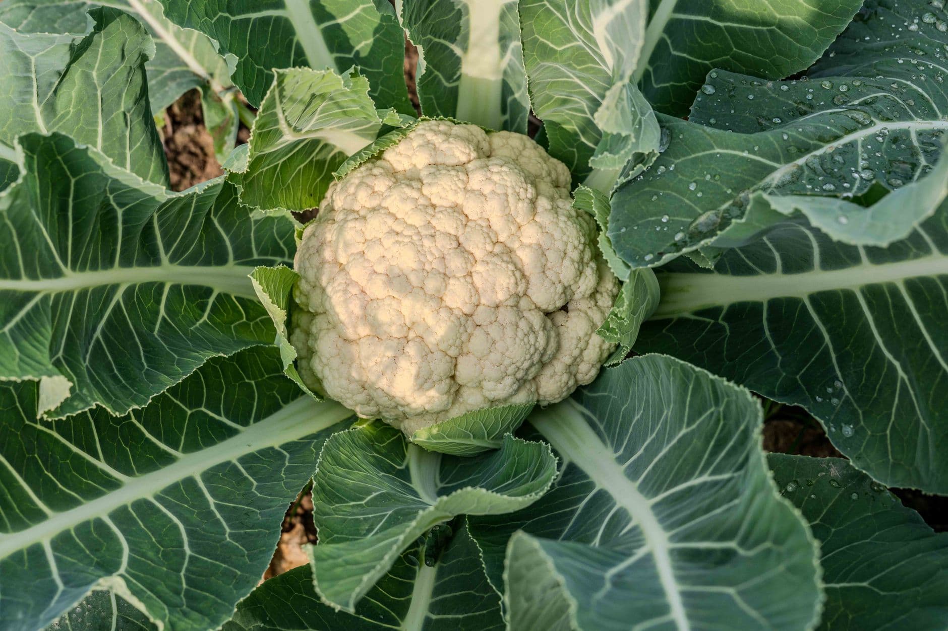 Hybrid Cauliflower