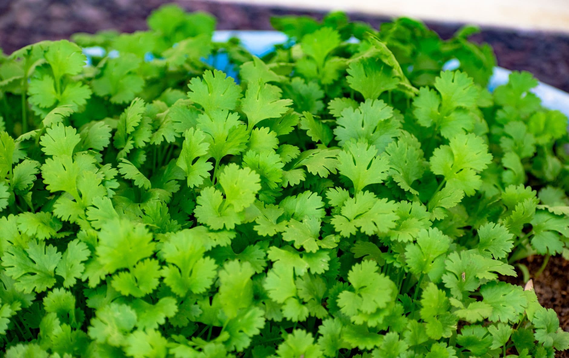Organic Coriander Leaves