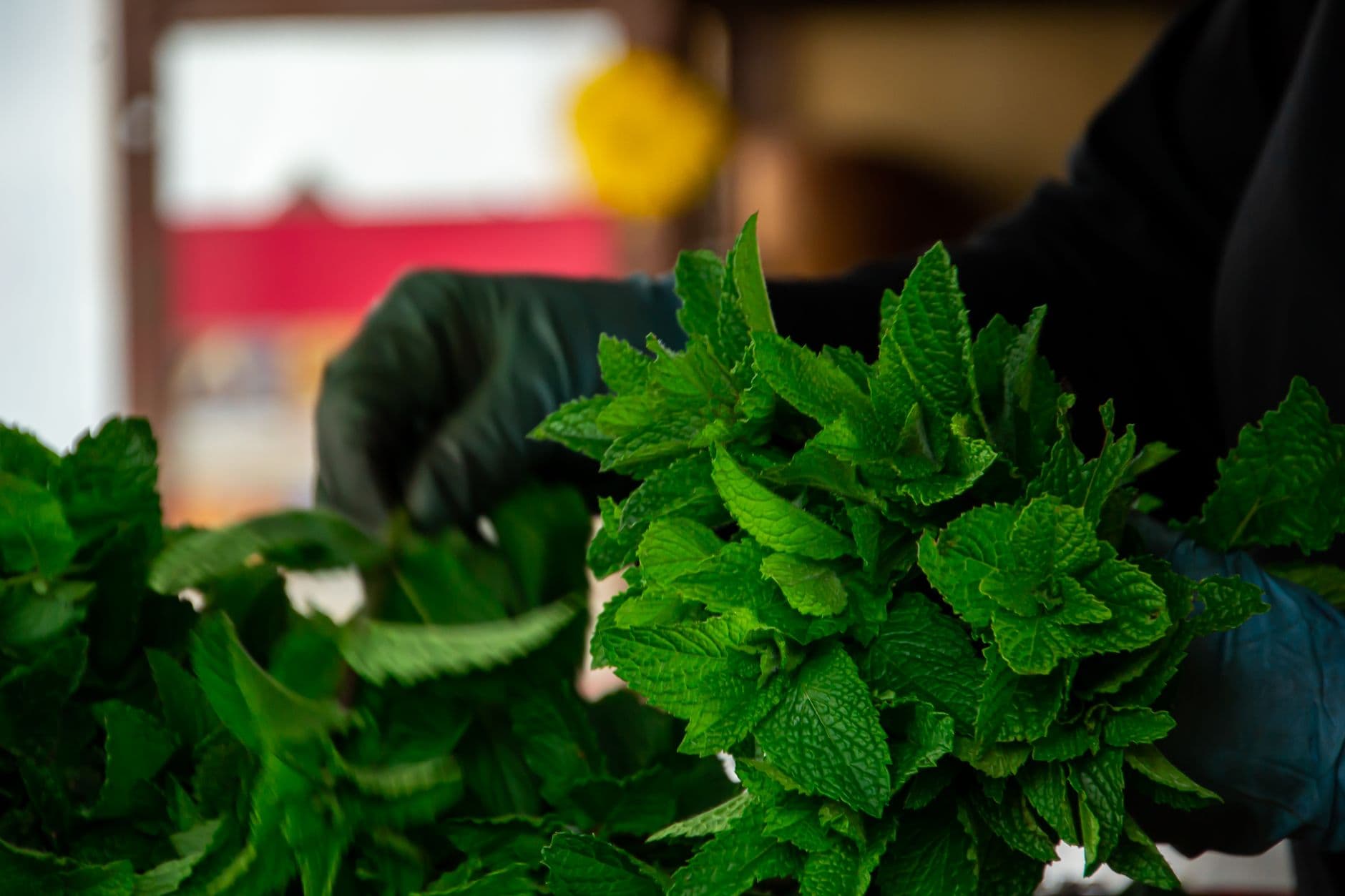Fresh Mint Bunch