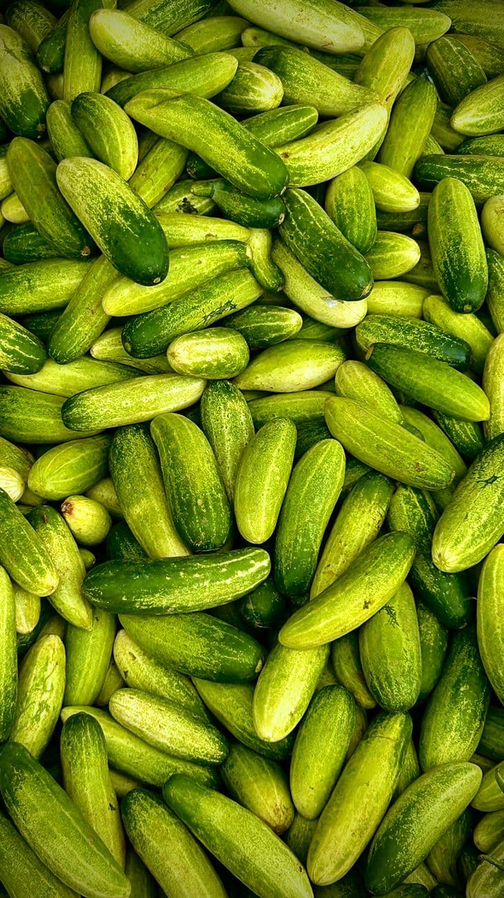 Hybrid Cucumber