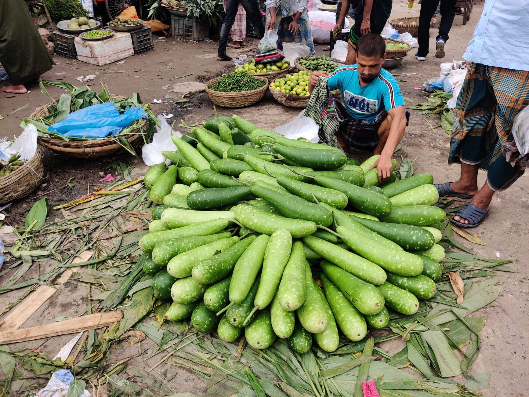 Fresh Bottle Gourd